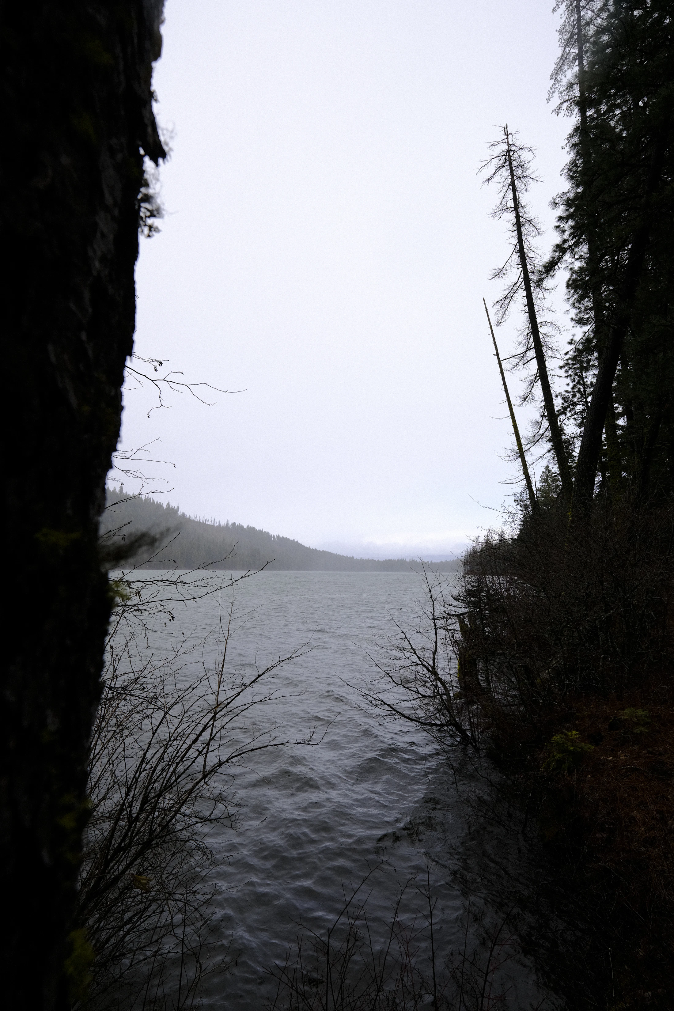 Misty forest and lake landscape